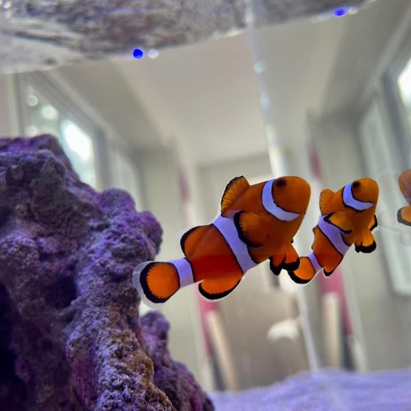 Aquarium Maintenance